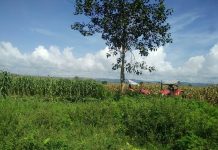 အစိုးရတပ် ချောင်းမြောင်းပစ်ခတ်ခံရမှုကြောင့် ဖျက်ဆီးခံရသည့် ပြောင်းခြံများ၏ ပိုင်ရှင်များအား ကျေနပ်ကြောင်းလက်မှတ်ထိုးခိုင်း