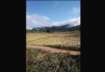 ထိုင်း-မြန်မာနယ်စပ် မိုင်းတုံမြို့တွင် ရေကြီး လယ်ယာခြံမြေဧက ၁၀၀ ကျော်ဆုံးရှုံးပျက်စီး