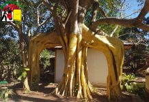 မိုင်းတုံမြို့က အထင်ကရ ညောင်ပင်ကြီးပြိုလဲ