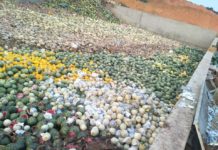 တရုတ်ဘက်ပို့မည့် သစ်သီးများပျက်စီး အရှုံးပေါ်