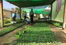 ကိုဗစ်ကာလ Home Garden အတွက် သျှမ်းပြည် အစိုးရ မျိုးစေ့ပေးမည်