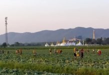 ကိုဗစ်ကြောင့် သျှမ်းတောင် ဂေါ်ဖီထုပ် စိုက်ခင်း များအရှုံးပေါ်