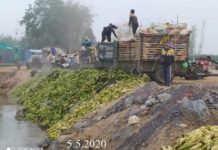 နမ့်ခမ်း တောင်သူများ ရွှေလီမြစ်ထဲသို့ပြောင်းများ သွန်ပစ်နေရ