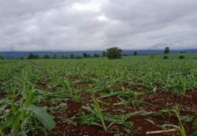 ဆီဆိုင်မြို့နယ် ပြောင်းစိုက်ခင်း ၂ည ဆက်တိုက်ဖျက်ဆီးခံရ