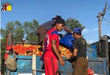 တောင်သူများ လယ်ယာသီးနှံ ရောင်းမထွက် စွန့်ပစ်နေရ