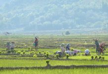 စိုက်ပျိုးပြုစုစားရိတ် မြင့်တက်လာမှုကြောင့် သျှမ်းတောင်သူဉီးကြီးများ အခက်တွေ့