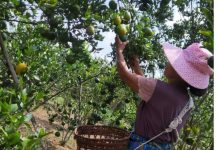 နမ္မတူ လိမ္မော်သီးစိုက်တောင်သူများ ဈေးကွက်မရှိမှာ စိုးရိမ်နေ