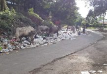 ကျောက်မဲ အမှိုက်ပြဿနာ ဖြေရှင်းပေးရန် ဒေသခံများ မျှော်လင့်