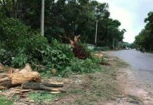 တောင်ကြီးမြို့ပေါ် သစ်ပင်ကြီများ သစ်ပင်ကြီများ ရမှုအပေါ်ဒေသခံများ စိုးရိမ်နေ