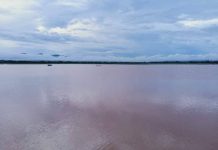 မိုးနဲ ရေကြီး စပါးခင်းပျက်စီး