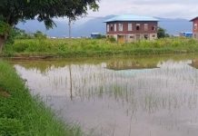 အင်းလေးဒေသ သီးနှံမျိုးစေ့ ဈေးတက်လို့ စိုက်ပျိုးရေးလုပ်ကိုင်မှု နည်းပါးလာ