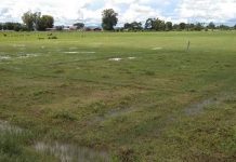 မိုင်းကိုင်လယ်ယာဧက ၅၀ ရာခိုင်နှုန်း မစိုက်ပျိုးနိုင်