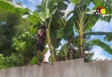 မိုင်းဆတ် မူးယစ်ဆေးဝါးသုံးစွဲသူများ သောင်းကျန်းနေ