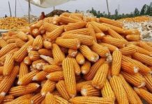 ပြောင်းဖူး နှင့် ဆန်ကို တရုတ်သို့ တင်ပို့ရန် သက်တမ်းကုန်ဆုံးတော့မည်