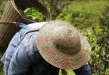 ကျောက်မဲမြို့ စစ်ဘေးရှောင်များ လက်ဖက်ခြံ ရှင်းလင်းနိုင်ရန်အတွက် နေရပ်ပြန်ချင်