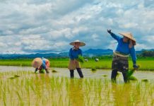 မြေသြဇာဈေးနှုန်း အဆမတန် မြင့်တက်မှုကြောင့် တောင်သူများ လယ် တစ်ဝက်လျှော့ပြီး စိုက်ပျိုးနေရ