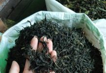 ပင်လောင်းမြို့နယ် တိုက်ပွဲကြောင့် လက်ဖက်ဈေးတက်နေ