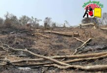 နမ္မတူမြို့နယ် ပြည်သူပိုင် သစ်တောမြေ နှင့် ယာမြေများကို TNLA တပ်ဖွဲ့က သိမ်းယူ