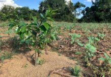 လဲချားပြည်သူ မြေမြှုပ်မိုင်းကြောင့် ခြံသွားရန် စိုးရိမ်နေရ