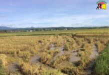 ပုံးအင်းဒေသ နေ့စား စပါးရိတ် အလုပ်သမားရှားပါးမှု ကြုံနေရ