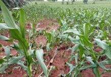 ဆီဆိုင်မြို့နယ် မိုးသည်းထန်စွာ ရွာသွန်းမှုကြောင့် ပြောင်းစိုက်ခင်း အချို့ပျက်စီး