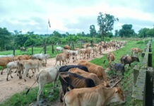 လဲချားမြို့နယ်အတွင်း နွား ၂ ကောင် မြေမြှုပ်မိုင်းနင်းမိ