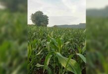 လားရှိုးမြို့နယ် ပြည်သူပိုင် လယ်ယာဧကများကို ပြည်သူ့စစ် နှင့် ဆက်နွယ်သူများက ဖိအားပေး ရောင်းချခိုင်းနေ