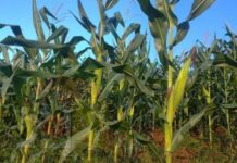 မိုးနဲမြို့နယ် မြေပဲ နှင့် ပြောင်းဖူး ခိုးသူများ အုပ်စုလိုက်ရှိနေ၊ သက်ဆိုင်ရာ အရေးယူခြင်း မရှိ