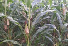 နမ့်လန် ပြောင်းခင်းထဲ ကြွက်များသောင်းကျန်း