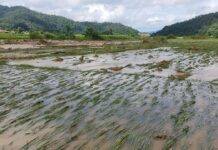 နမ္မတူမြို့ လယ်ယာများ ရေလွှမ်းမိုးမှုကြောင့် လယ်သမားများ စားဝတ်နေရေး စိုးရိမ်ရ