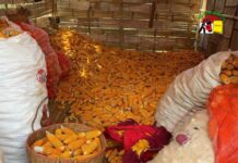 သျှမ်းပြောင်းစိုက်တောင်သူများ အရှုံးပေါ် ပြောင်းအစား ပဲစင်းငုံများ အစားထိုးစိုက်ပျိုးလာ