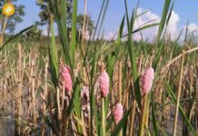 အင်းလေးဒေသ ခရုပြဿနာဆိုးရွားနေ