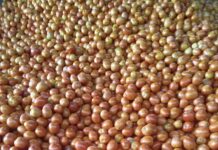 ခရမ်းချဉ်သီးဈေးကျ၊ စိုက်ပျိုးသူများအရှုံးပေါ်