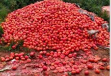 နှစ်စဉ်ကြုံရသည့် ခရမ်းချဉ်သီးပြဿနာ