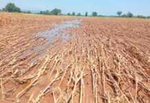 ခိုလမ်မြို့နယ် အတွင်း ပြောင်းခြံ ဧက ၇၀၀ ကျော်နီးပါး ရေမြှုပ်ပျက်စီး