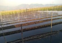 အင်းလေးတောင်သူများ မျိုးစေ့ မဖြစ်ထွန်းမှုကြောင့် အရှုံးပေါ်