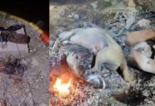 မူဆယ်မြို့ မူးယစ်ဆေးသုံးစွဲသည့် မန်ပြိန်းပြည်သူ့စစ်အချင်းချင်း သေနတ်ပစ်ခတ်ပြီး အလောင်းမီးရှို့ဖျက်ဆီး