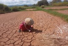 ပုံးအင်းတွင် ရေကြီးပြီးနောက် စပါးမျိုးစေ့ပျောက်ကွယ်