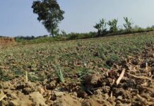 ထိုင်းဘက်မှ စက်သုံးဆီဖြတ်လိုက်ပြီးနောက် စိုက်ပျိုးရေးလုပ်ကိုင်သူများ အခက်ကြုံလာ