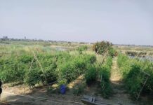 အင်းလေးဒေသ ရာသီပေါ်ကုန်စိမ်းသီးနှံ ဈေးကောင်းမရဘဲ အရှုံးပေါ်၊ ရေဆိုးများကြောင့် အရေပြား ယားယံမှုဖြစ်