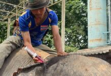 နမ့်ခုတ်မြစ်ထဲသို့ ရေကစားပြီးနောက် ဆင်များအနာဖြစ်