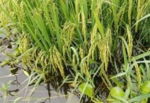 ညောင်ရွှေမြို့ရှိ စပါးခင်းများ တောင်ကျရေကြောင့် ပျက်စီး