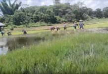 ပုံးအင်းဒေသတွင် မိုးကြီး၍ နွေစပါး ဧကပေါင်း ရာနှင့်ချီ နစ်မြှုပ်