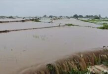 ပင်းတယ တောင်ကျရေကြောင့် စပါးခင်းအားလုံးနီးပါးပျက်စီး၊ နောက်နှစ် ဆန်ရှားပါးလာနိုင်