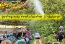 ပိုးသတ်ဆေးနံ့အောက်မှာ အနာဂတ် လမ်းပျောက်သည့် — မြန်မာခြံလုပ်သားများ