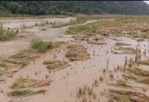 ကွတ်ခိုင်မြို့နယ်အတွင်း အခါလွန်မိုးရွာပြီး တောင်ကျရေကြောင့် စပါးခင်းရေမြုပ် ပျက်စီးမှုများ Namhpakka_Flood