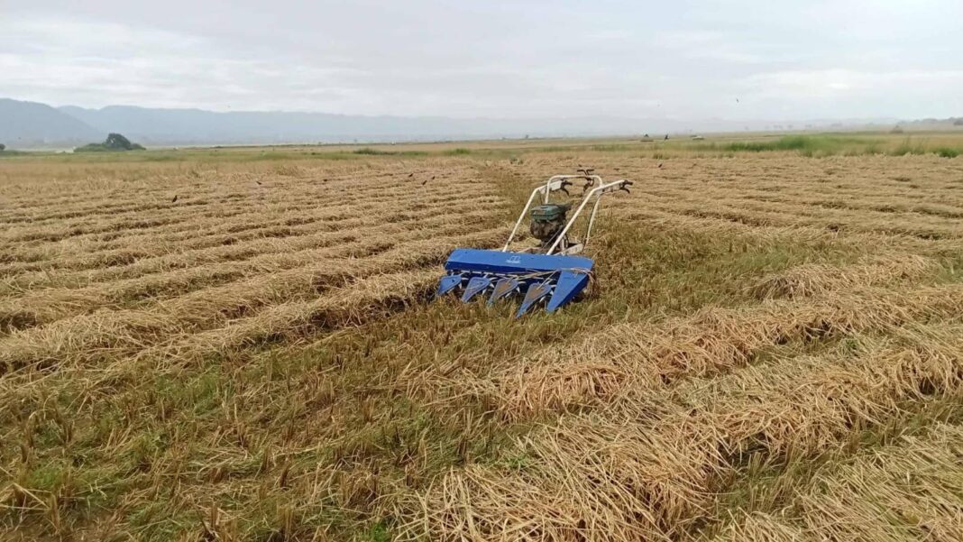 Mong_Nai_Rice_Harvest Mong_Nai_Rice_Harvest