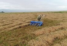 ဆန်စပါးသယ်ယူခွင့် စစ်ကော်မရှင် ကန့်သတ်ထားခြင်းကြောင့် မိုးနဲမြို့ လယ်သမားများ အခက်ကြုံ Mong_Nai_Rice_Harvest