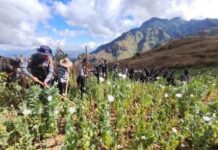 ဘိန်းစိုက်ခွန်ကောက်သည့် စစ်ကော်မရှင်နှင့် PNO ဘိန်းခင်းဟန်ပြထပ်မံဖျက်ဆီး