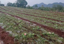 မိုင်းရှူးမြို့နယ်ထဲ အချိန်အခါမဟုတ် မိုးသီးကြွေကျခြင်းကြောင့် ဖရဲစိုက်ခင်း ဧကများစွာပျက်စီး